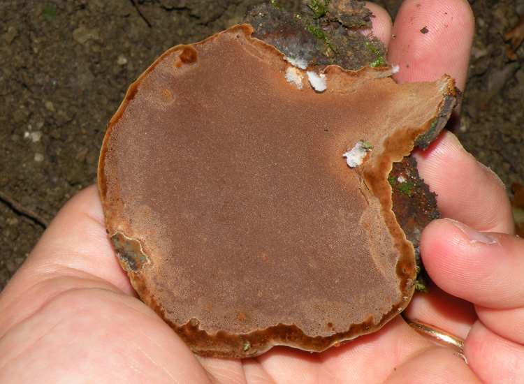 Riconoscibile? (Phellinus torulosus)